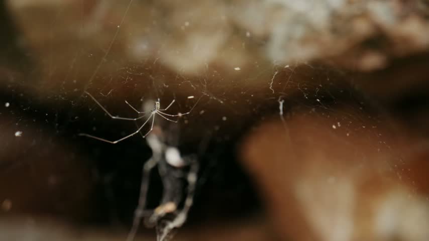 Macro close up of a small spider suspended on a delicate web between natural rocks, showing wildlife and nature details.

