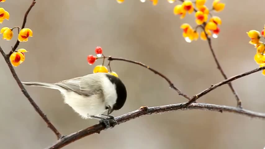Small bird perched on tree branch with yellow flowers and red berries nature video footage.