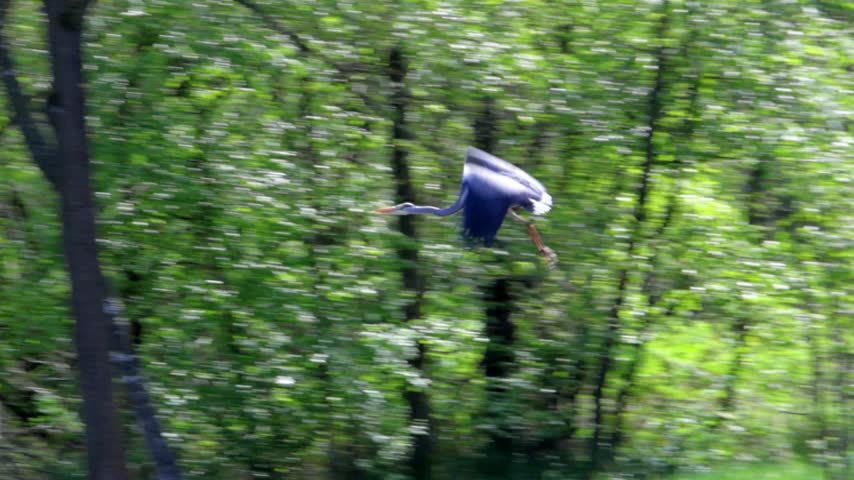Great Blue Heron in flight, soaring from a green forest canopy into a clear blue sky
