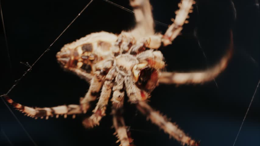 Close up slow motion of a large spider weaving its web on a dark background.