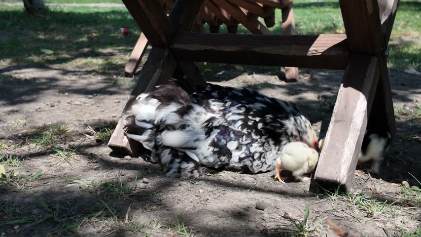 Chickens resting in the shade under a wooden chair in a farm during a warm afternoon