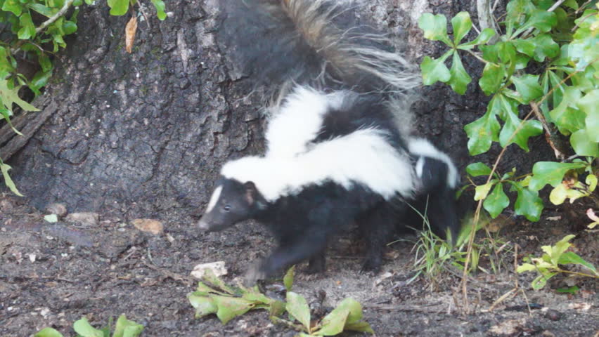 Striped Skunks (Mephitis mephitis) in Georgia, mother and baby in June.