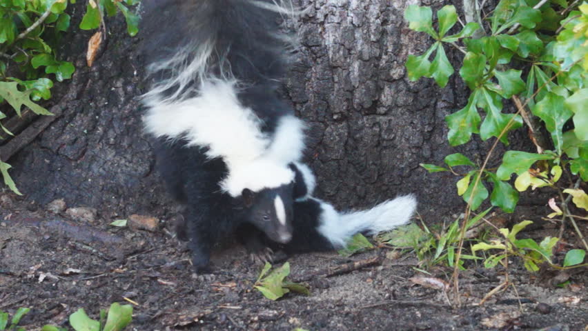 Striped Skunks (Mephitis mephitis) in Georgia, mother and baby in June.