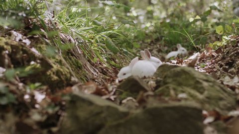 Red eyed white rabbits in the forest. Wide, medium and closeup shots pack. Shot with Red camera. 