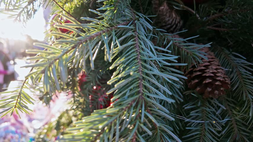 Sunlit blue green pine needles with brown cones in a festive Christmas tree closeup.