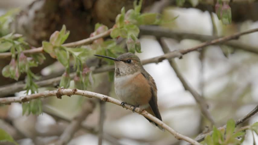 Female hummingbird sitting on tree branch close up