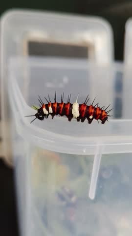 Close-up shot of a spiky black and orange caterpillar crawling on a surface, macro nature footage.
