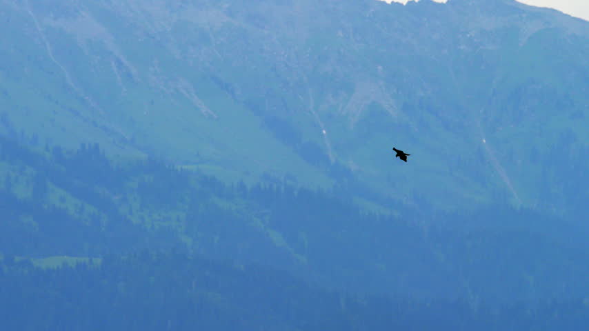 Eagle soaring gracefully through the air high above a lush green pine forest and majestic mountain range in wilderness. Telephoto tracking shot.
