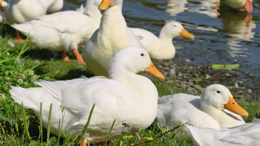 A small flock of white geese with yellow beaks and feet standing on the riverbank in a natural outdoor setting