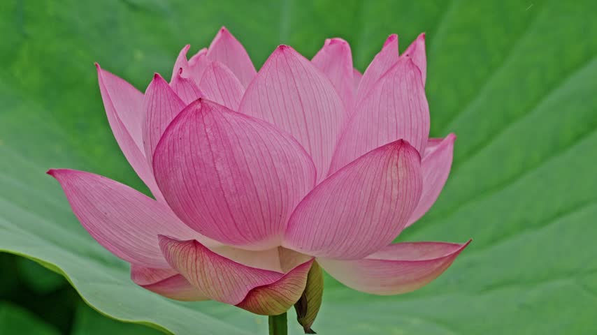 A softly lit pink lotus flower opens partway, its cupped petals set against a single large green leaf, capturing an early stage of summer bloom.