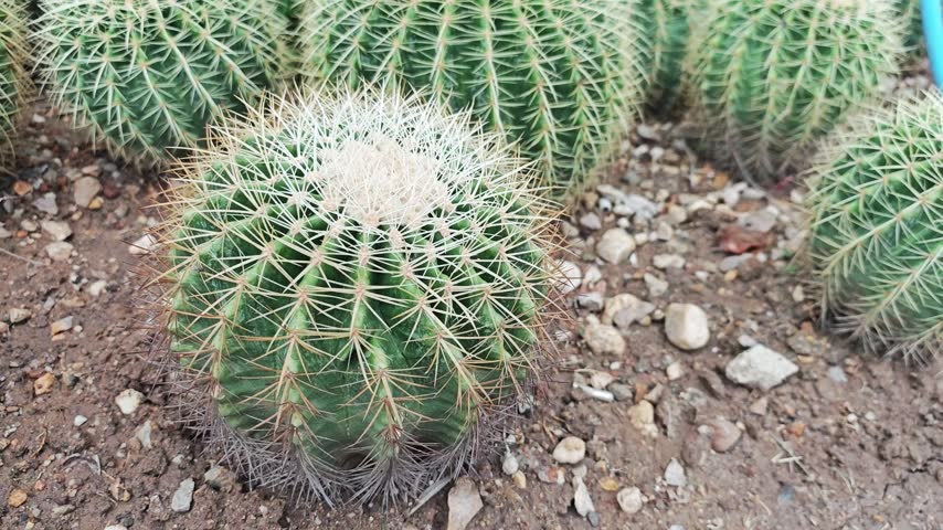 Golden Barrel Cactus or Echinocactus grusonii in a desert garden.