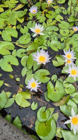  a vibrant cluster of water lilies (Nymphaea) floating gracefully on calm, dark water. The flowers feature sharp, star-shaped petals with a delicate color gradient—ranging from pale lavender-blue at the tips to soft white near the center. At the heart of each bloom sits a prominent, bright yellow stamen cluster that creates a striking visual contrast.
 Surrounding the flowers are numerous rounded, green lily pads floating on the water