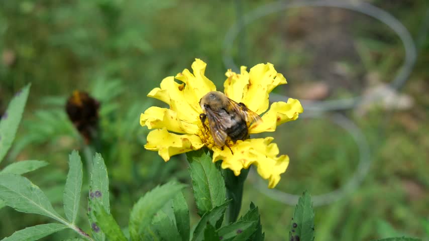 Large bumble bee moving around and pollinating yellow flower