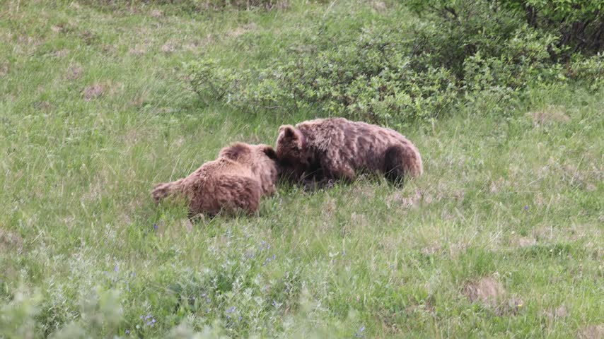 Grizzly bears walking in Denali National park Alaska