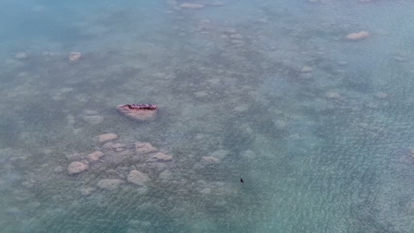 Top down drone footage follows a small Merganser moving over submerged rocks in clear shallow water near Hessel Michigan