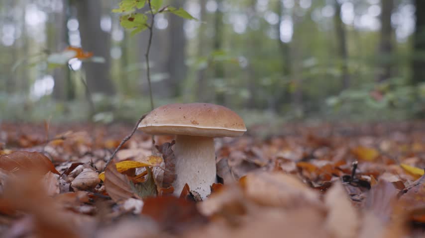 Macro close-up of hands gently picking a mushroom from leafy forest floor in Slovenia. Soft natural light captures autumn foliage, rich earth tones, and tactile harvesting action.