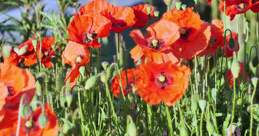 Bright red poppies bloom in sunlit field. Green stems and leaves surround vibrant flowers