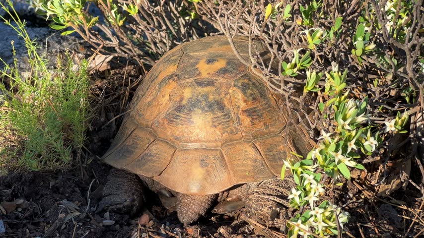 A turtle in a pine forest in Turkey on a sunny summer day. A large land-dwelling Mediterranean turtle shakes its head in the forest. A turtle with a beautiful shell. 4K