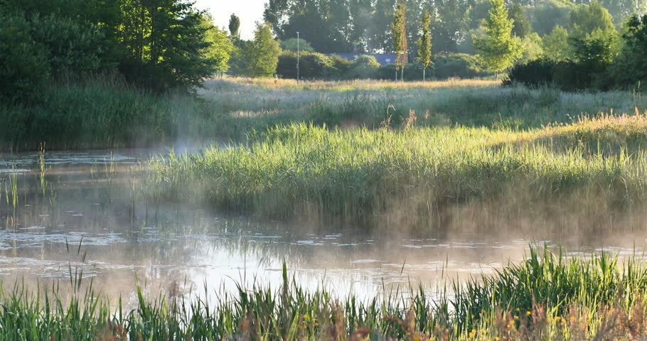 Misty morning over wetland. Tall grasses line calm water. Sunlight filters through trees
