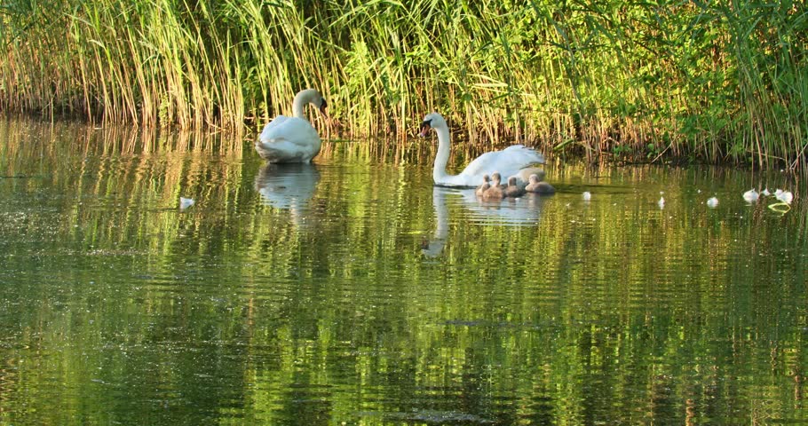 White swans glide through calm pond. Reeds line water