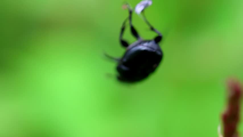 Close up video of a black beetle suspended on fine spider web thread in green background 180fps Captured in Cinematic High Detail Footage