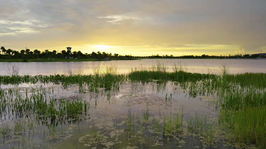 Tropical lake vegetation in southern swamp at sunset. Evening landscape of Florida wetland flora