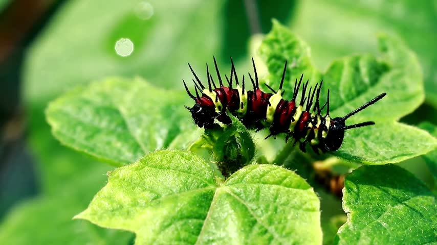 Extreme macro close-up shot of a colorful spiky caterpillar eating fresh green leaves in outdoors.