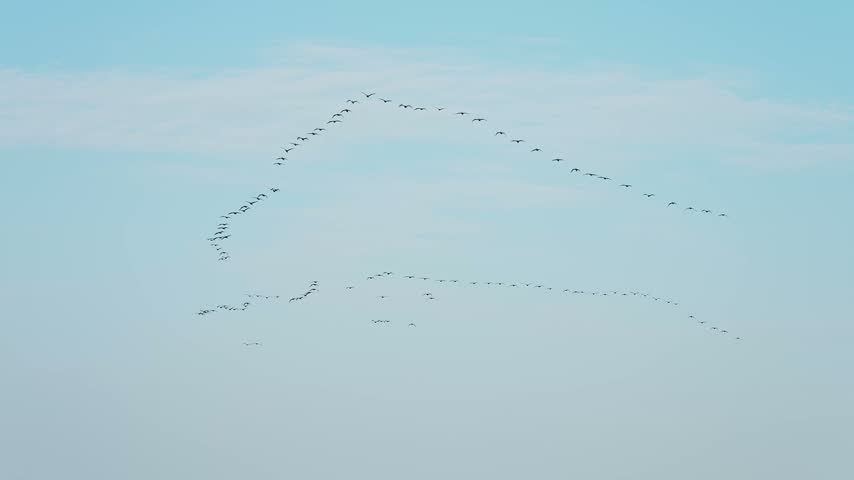 A  flock of Great Cormorants flight