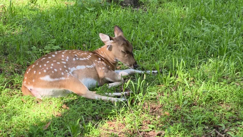 Adorable baby spotted deer, known as a fawn, sleeping serenely on the vibrant green grass of a sunlit meadow, curled up and resting peacefully in the dappled shade of a forest
