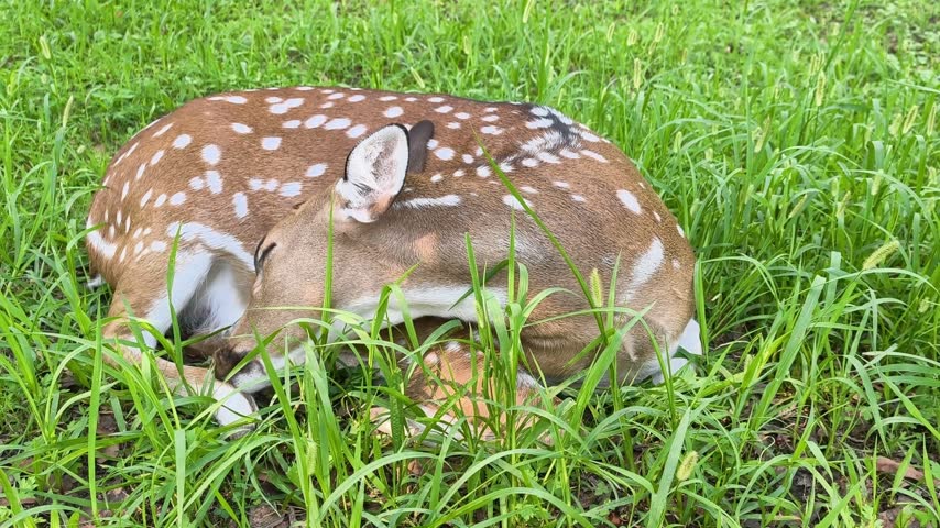 Cute newborn white tailed deer fawn resting and sleeping soundly in a lush green meadow, a peaceful and tranquil moment of a young wild animal curled up in its natural habitat