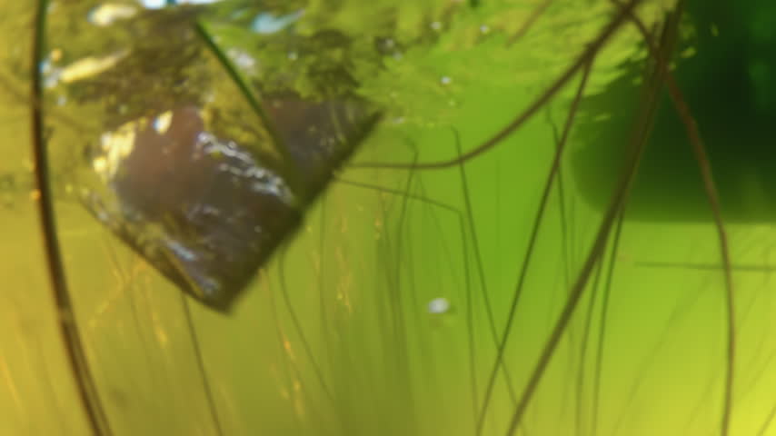 Underwater action camera view of a paddle stroke beside a moving boat in Mexico.