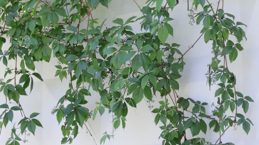 Dense tendrils of climbing vine with palmate leaves cascade across a smooth off-white wall, creating a natural tapestry of varying green hues