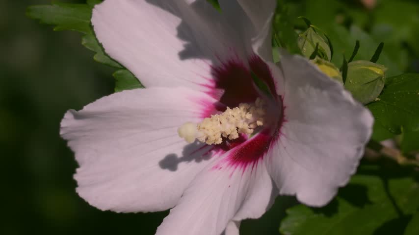 Hibiscus flower stamen detail showcasing yellow pollen grains and a dark red floral core in daylight.