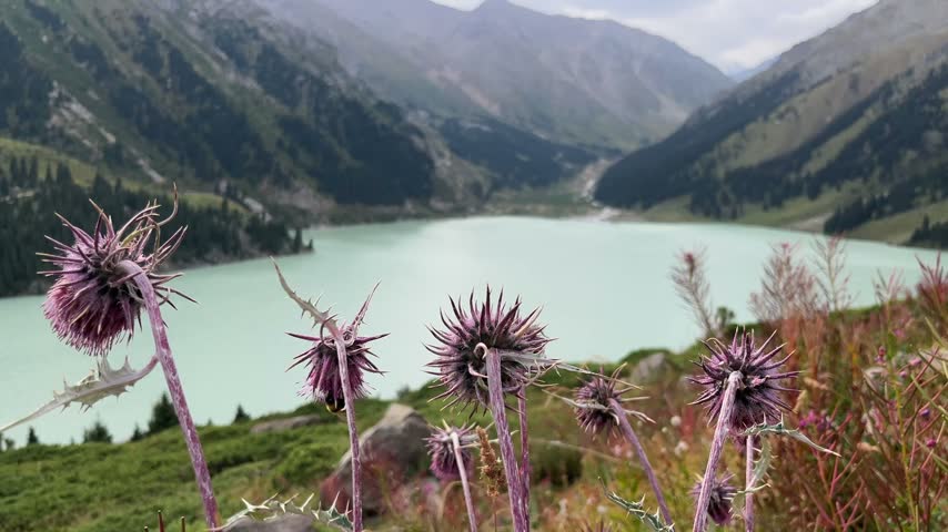 Wild purple thistle flowers swaying in the wind on a mountainside. The stunning big almaty lake and tian shan mountains visible in the background