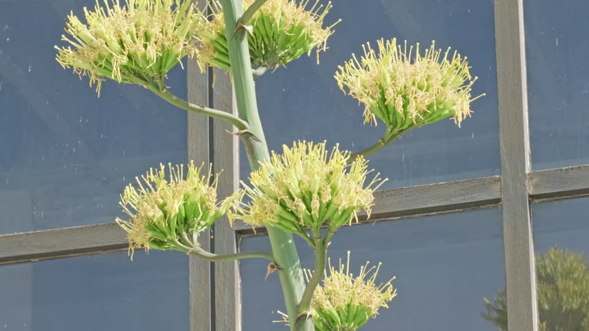 Agave plant blooming in Wurzburg against blue sky showcasing rare century plant flower stalk close up shot