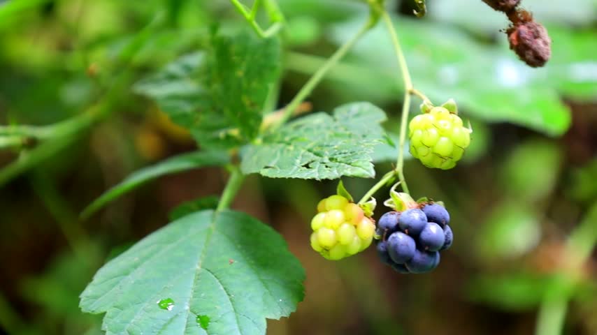 This macro video shows a bunch of blackberries hanging on a branch in a forest. The berries are in different stages of ripeness: some are green, some are pink, and some are fully black.