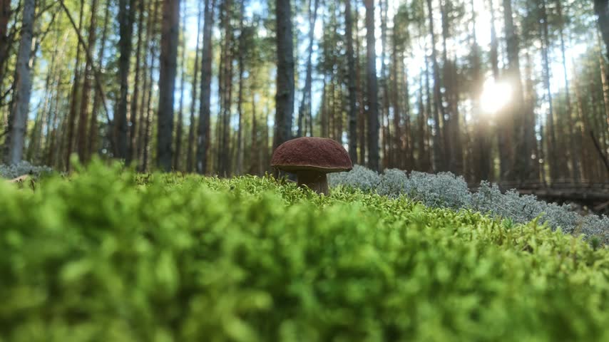 Close up of a porcini mushroom in its natural habitat in the forest. Camera slowly moving closer to a white cep mushroom growing in wild woods.