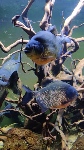 Dangerous Red Bellied Piranhas Pygocentrus Nattereri Swimming in Tank