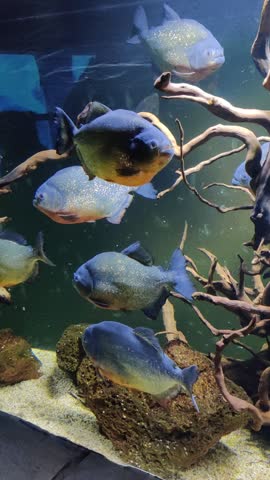 Dangerous Red Bellied Piranhas Group Swimming in Freshwater Aquarium