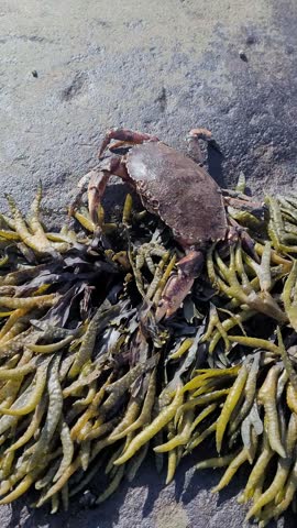 A Cancer irroratus, commonly known as the Atlantic rock crab, searches for shelter from the sun among seaweed-covered rocks exposed during low tide.