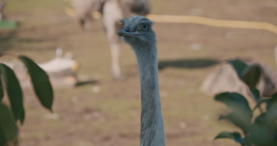 Ostrich head close-up shot with sharp focus on eye and beak, blurred background of other ostriches and foliage