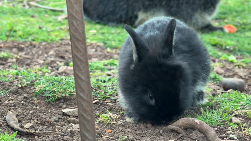 A black and grey rabbit sniffs and forages on bare soil among grass in a backyard garden, with another rabbit and a carrot piece visible behind it.