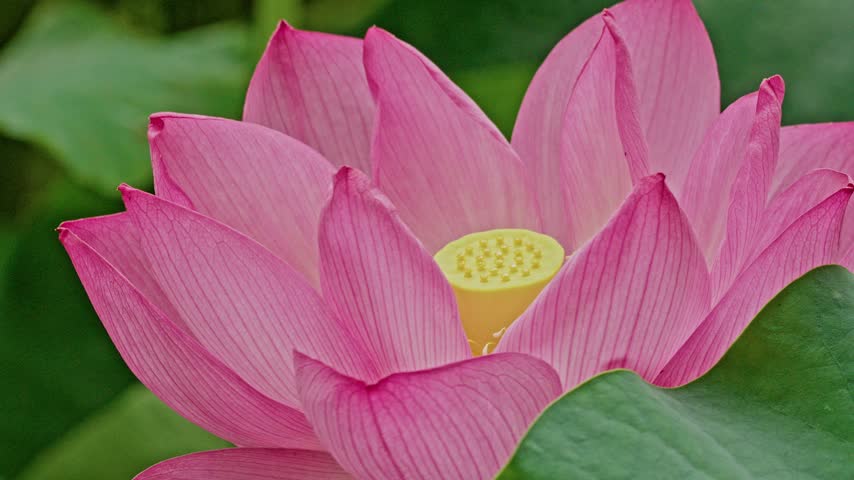 A close-up view of a pink lotus flower shows its star-shaped layered petals radiating around a golden seed pod, framed by a soft blurred green backdrop.