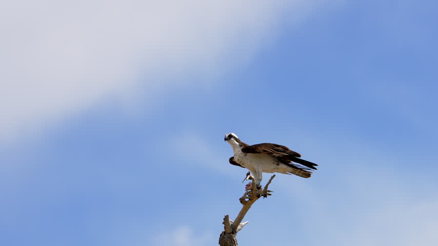 Osprey taking flight from a branch in slow motion while holding a fish.