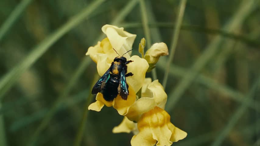 Large carpenter bee collecting nectar from a bright yellow flower
