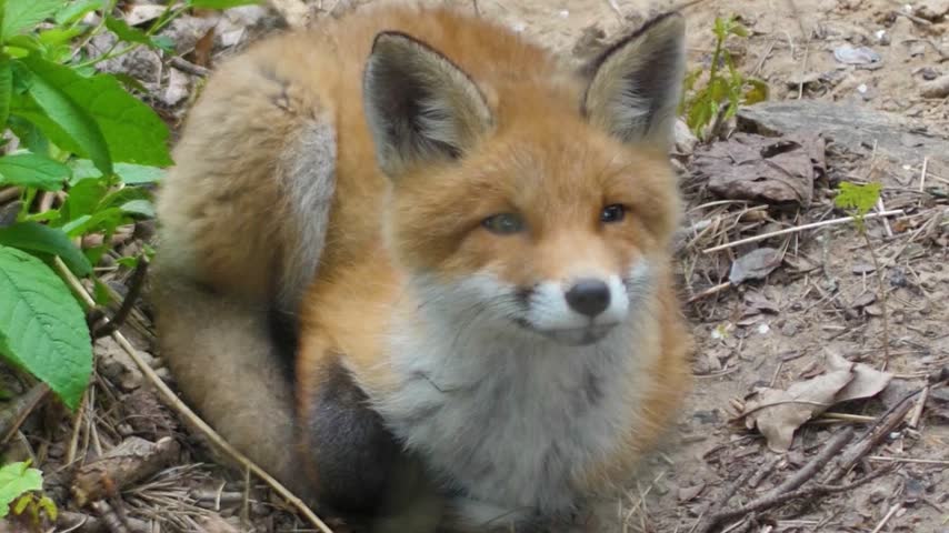 A high-angle portrait of a young red fox curled up on the ground, looking up toward the camera with a calm expression and fluffy fur.