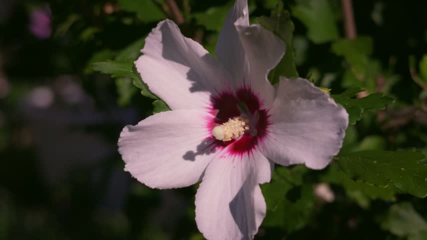 Hibiscus syriacus flower blooming with white petals and a deep crimson center on a green garden bush