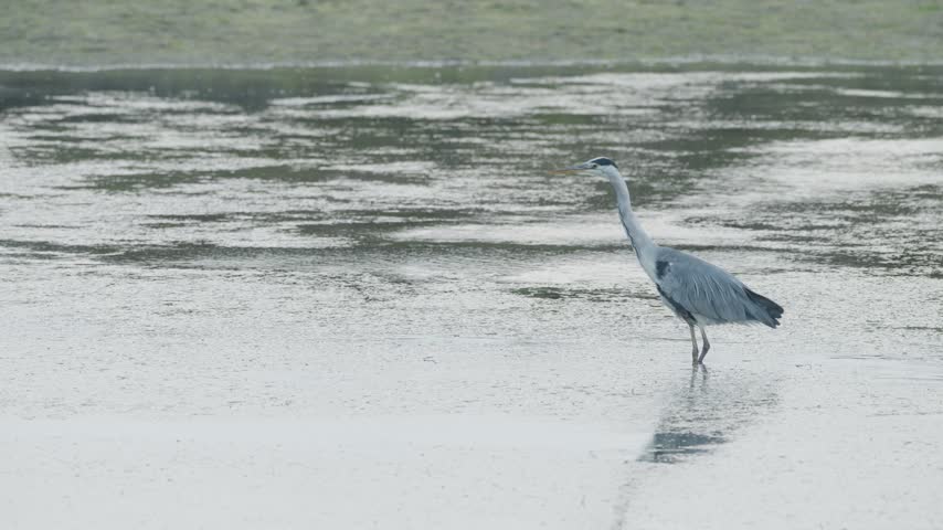 Graceful grey heron stalking prey in the calm, shallow waters of a lake, showcasing its elegant hunting behavior as it carefully wades through the reflective surface of the natural wetland