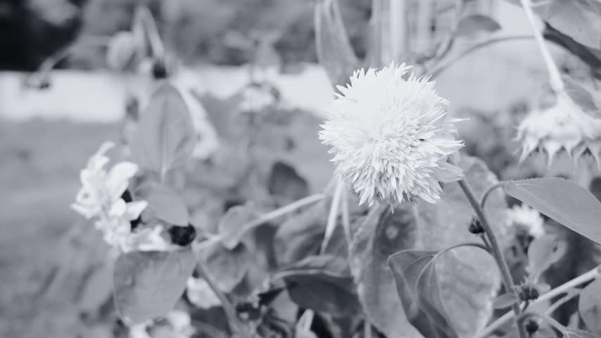 Black and white close-up of wilting sunflowers in a garden. The image features a grainy, vintage film texture and shallow depth of field, capturing the melancholic beauty of fading nature and autumn.