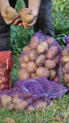 Farmer handles potato sacks with careful, focused motion during outdoor harvest. Adult hands lift mesh packaging while loose potatoes and bagged produce rest on grass in rural field setting.